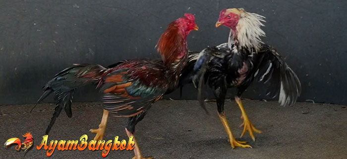 Ciri Ayam Bangkok Siap Tarung