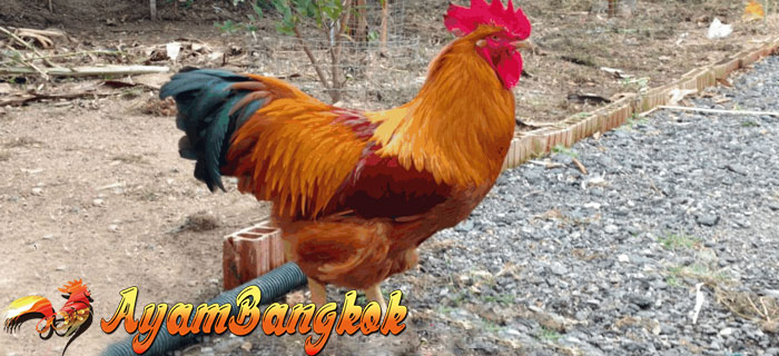 Penyebab Ayam Bangkok Berukuran Kecil