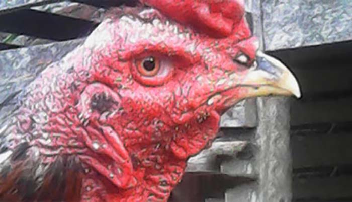 Cara Hadapi Korep atau Kurap pada Ayam Bangkok