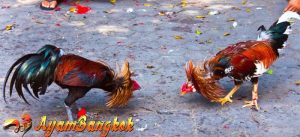 Tips Memilih Induk Ayam Bangkok Berkualitas